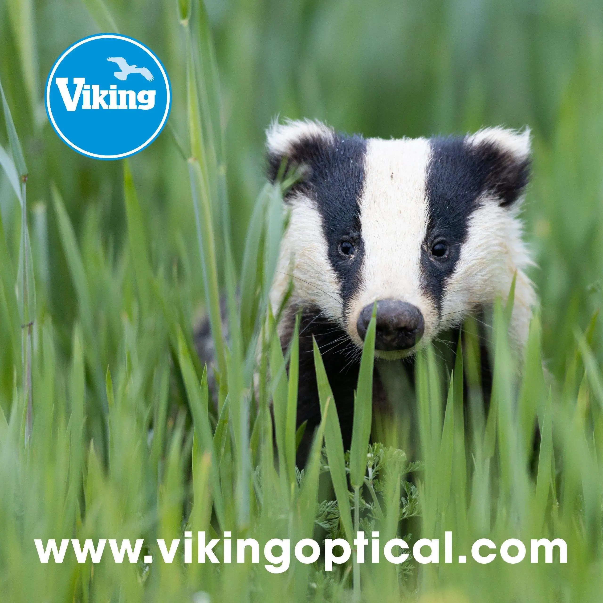 Viking 10X50 Badger Binoculars - Image 2