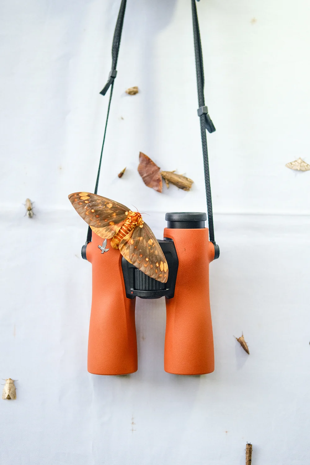 SWAROVSKI 12×42 NL Pure Binoculars (Burnt Orange) - Image 6